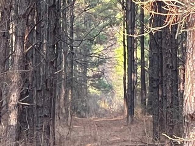 Land for sale in Groveton, Texas