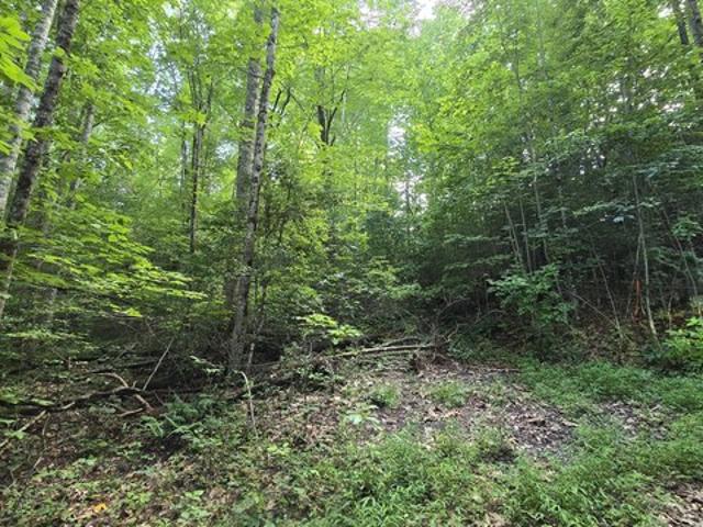 Land for sale in Hayesville, North Carolina