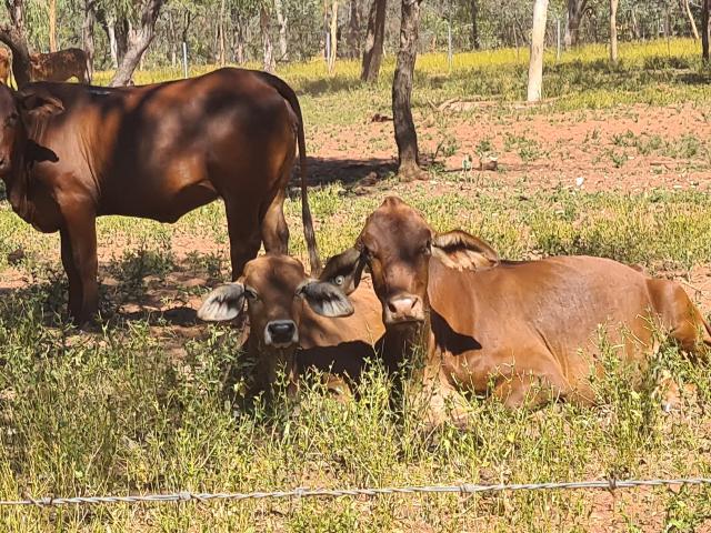 Property for sale in Broome, Western Australia