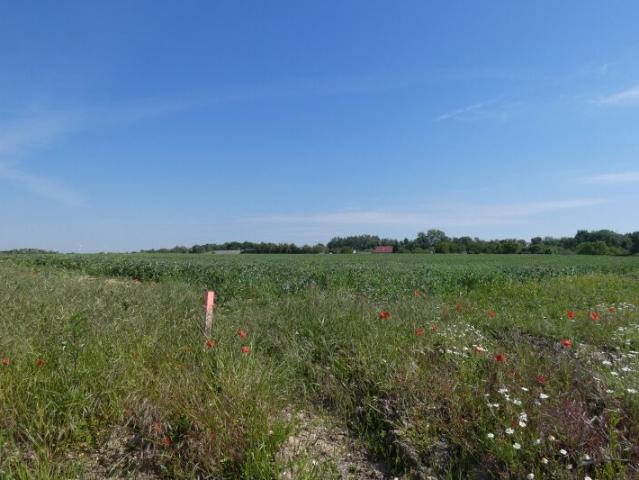 Grundstück kaufen in Gattendorf, Burgenland