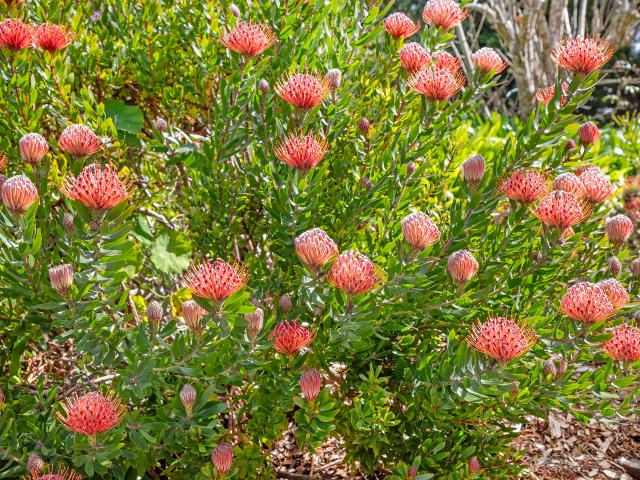 House for sale in Tamborine Mountain, Queensland