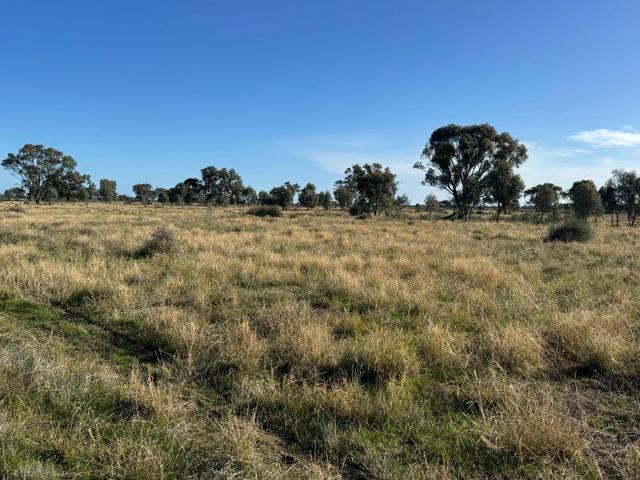 Cottage for sale in Barham, New South Wales