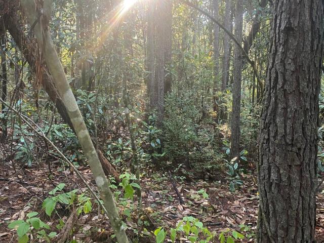 Land for sale in Wiggins, Mississippi
