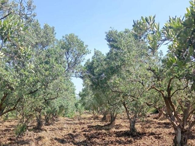 İlyaslar, Kırkağaç içerisinde satılık Arsa