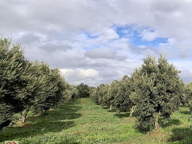 Kirkağaç, Manisa içerisinde satılık Arsa