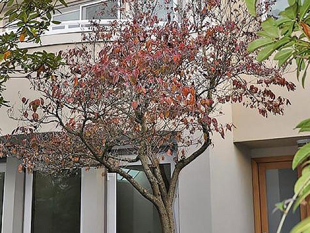 House for rent in Vancouver, British Columbia
