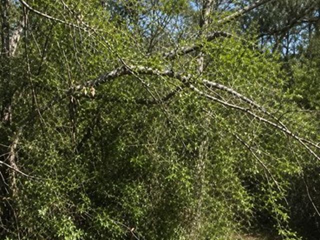 Land for sale in Polk, Texas