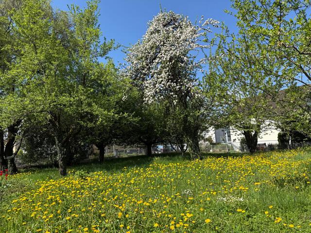 Grundstück kaufen in Hohenems, Vorarlberg