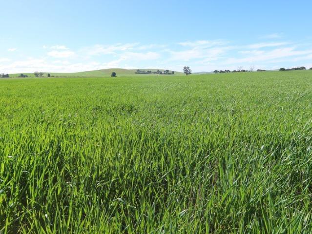 Property for sale in Jamestown, South Australia