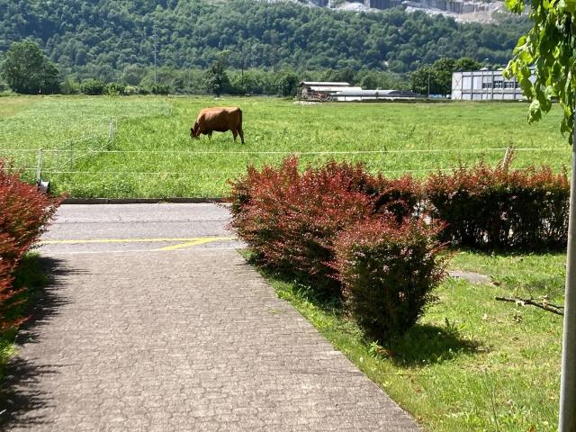 Wohnung mieten in Biasca, Tessin