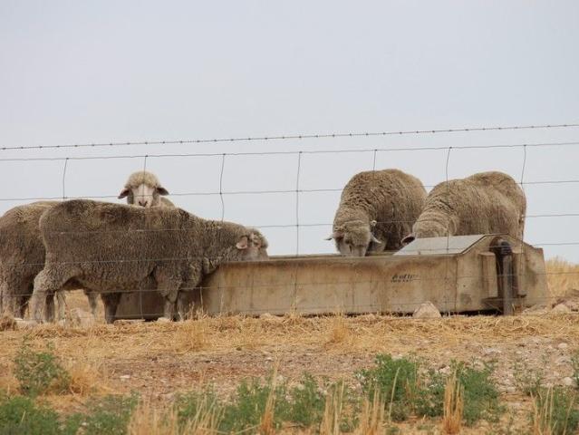 Acreage for sale in Kongal, South Australia