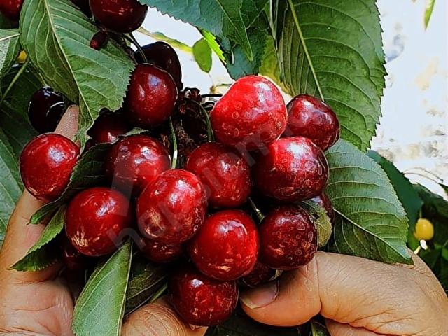 Bektaş Mahallesi, Taşkent içerisinde satılık mülk