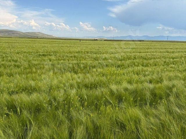 Mevlütlü, Tuzlukçu içerisinde satılık Arsa