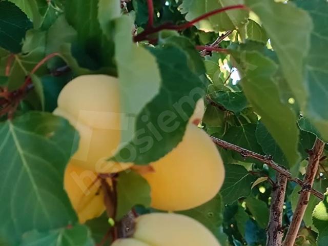 Korkuteli, Antalya içerisinde satılık mülk