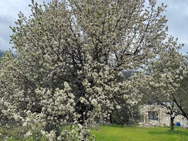 Karaburun, İzmir içerisinde satılık mülk