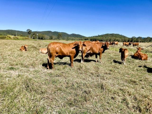 Cottage for sale in Koumala, Queensland