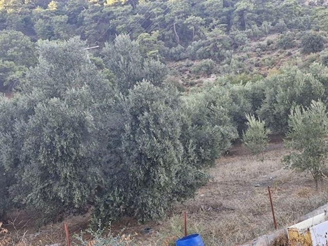 Köyceğiz, Muğla içerisinde satılık Arsa