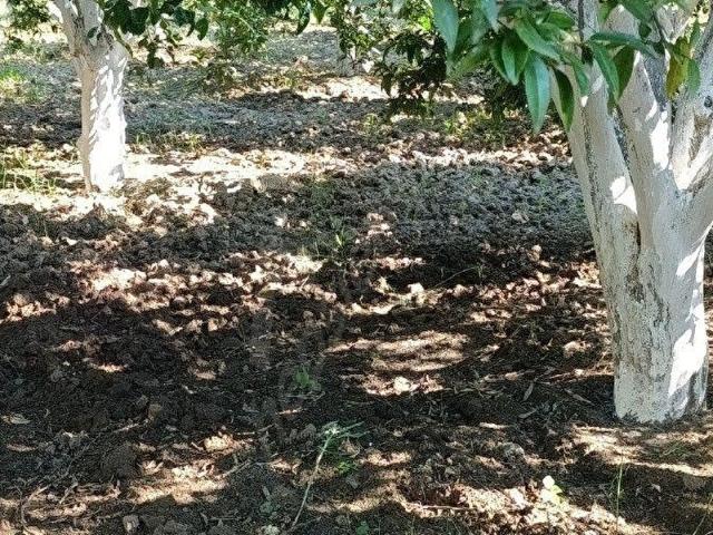 Köyceğiz, Muğla içerisinde satılık Arsa