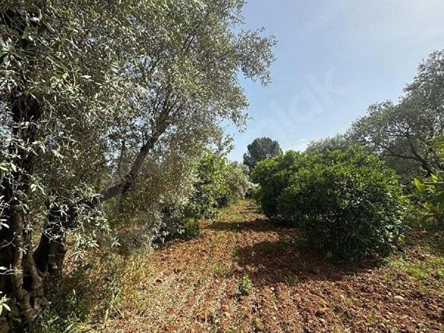 Köyceğiz, Muğla içerisinde satılık Arsa