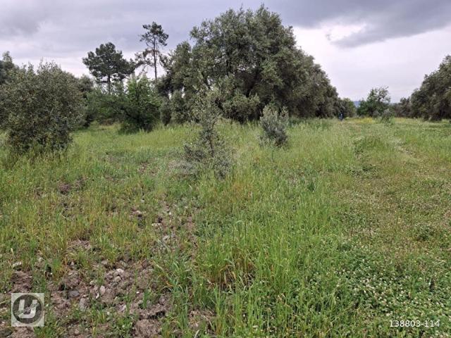 Köyceğiz, Muğla içerisinde satılık Arsa