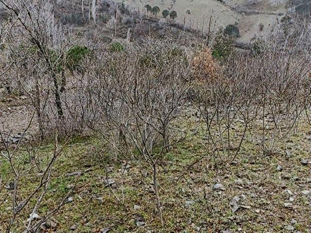 Bergama, İzmir içerisinde satılık Arsa