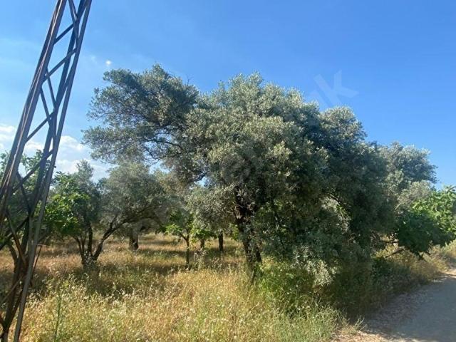 Torbali, İzmir içerisinde satılık mülk