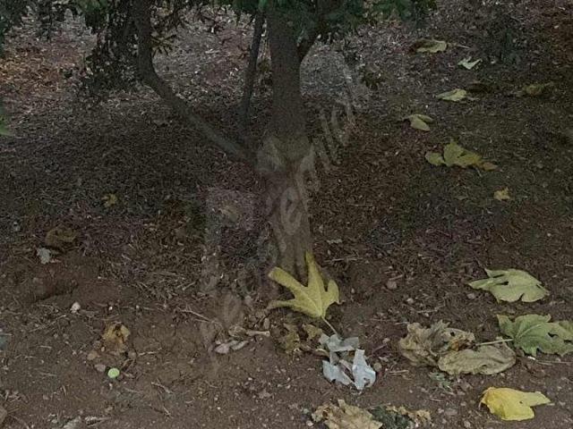 Seyhan, Adana içerisinde satılık mülk