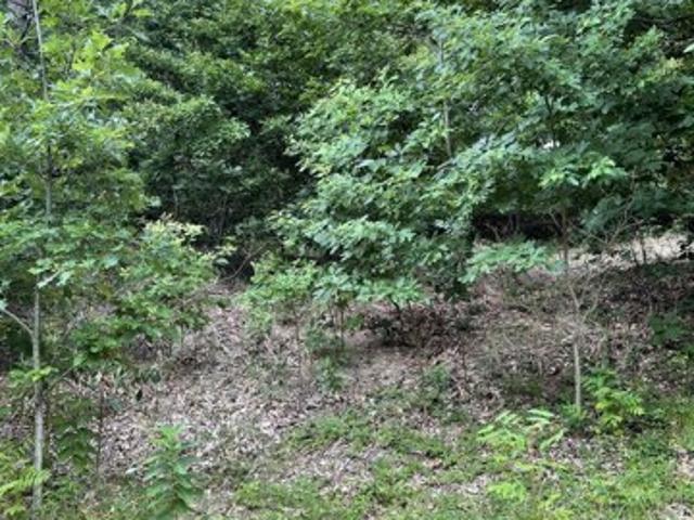 Land for sale in Bridgman