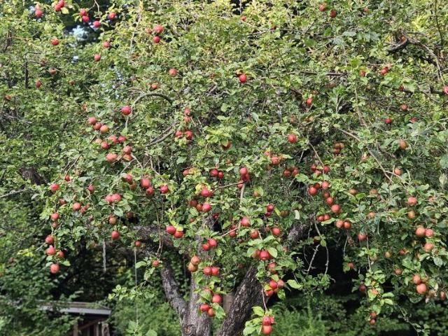 Hus hyra i Njurunda, Västernorrland