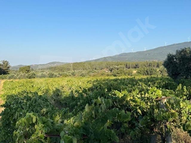 Çınarköy, Kuşadası içerisinde satılık Arsa