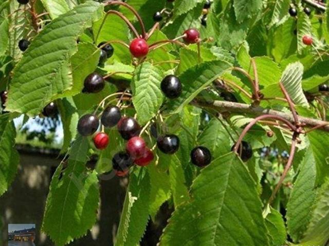 Kirazlı, Kuşadası içerisinde satılık Arsa