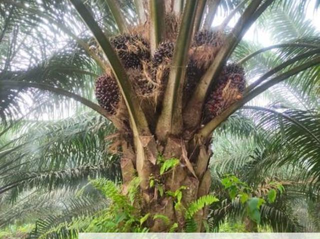 Shop for sale in Pilah, Kuala Pilah