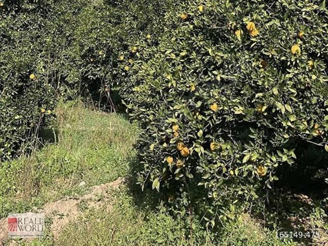 Hacıveliler, Kumluca içerisinde satılık Arsa