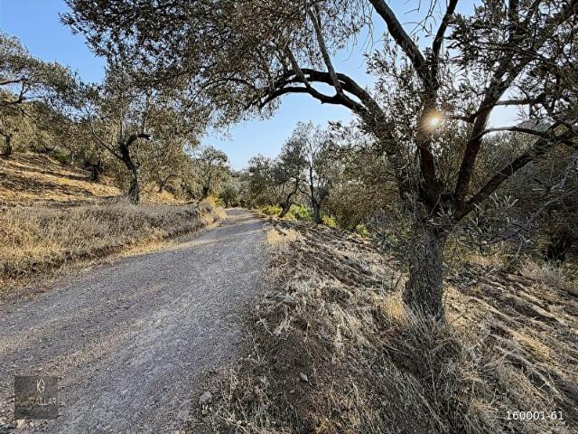 Gömeç, Balikesir içerisinde satılık mülk