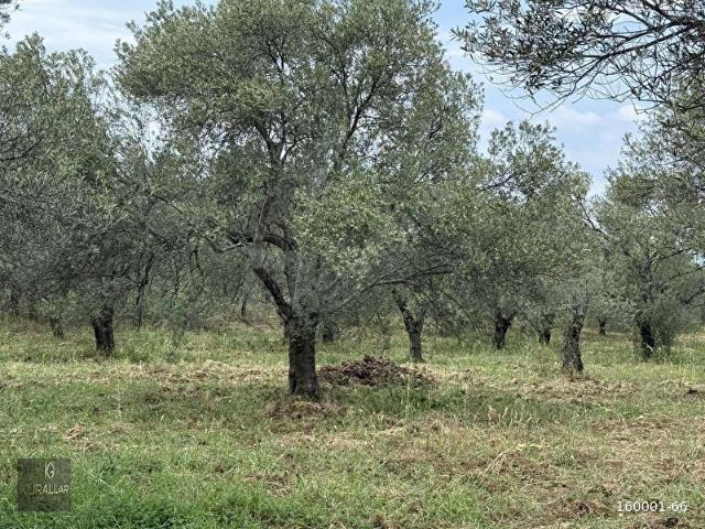 Gömeç, Balikesir içerisinde satılık mülk