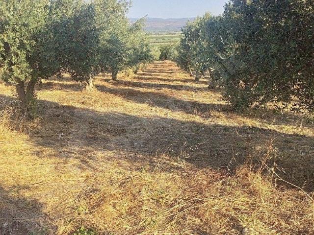 Bergama, İzmir içerisinde satılık mülk