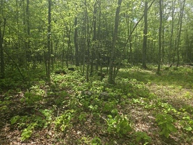 Land for sale in Craigsville, West Virginia