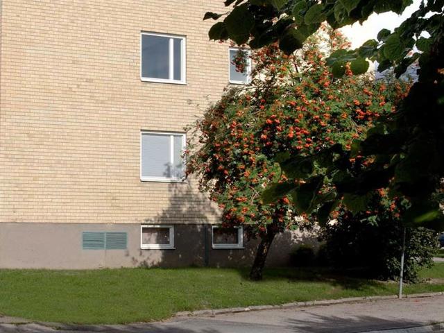 Lägenhet hyra i Tierp, Uppsala län