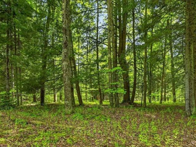 Land for sale in Town of Jefferson, Schoharie County