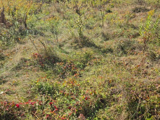 Land for sale in Greenville, New York
