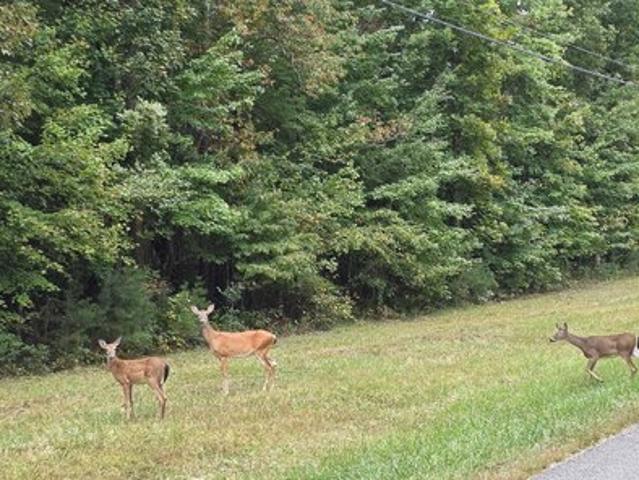 Land for sale in Monterey, Middle Tennessee