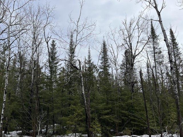 Land for sale in Presque Isle, Michigan