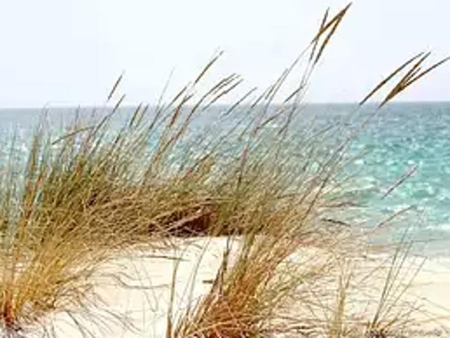 Terrain vente à Les Sables-d'Olonne, La Barre-de-monts