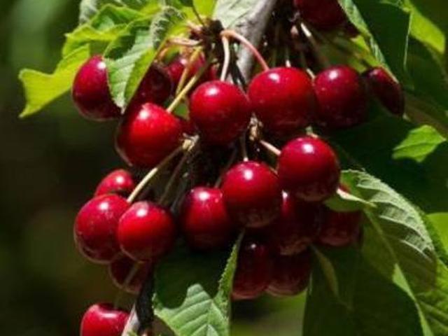Casa en alquiler en Baix Penedès, Catalunya