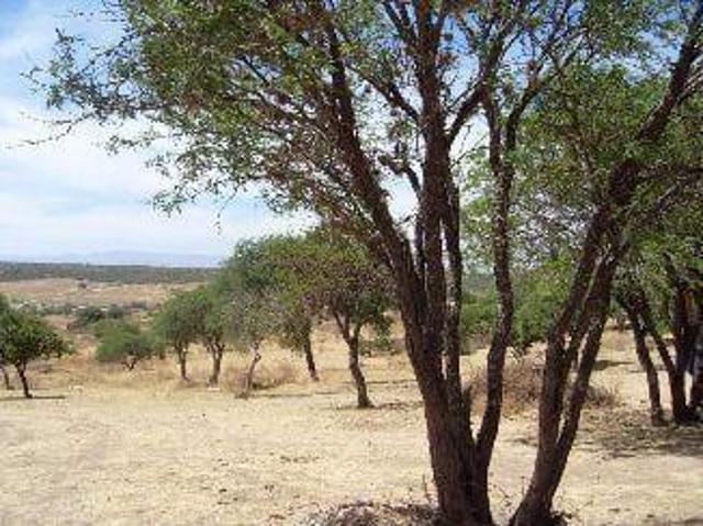 LA FIRMA REAL STATE VENDE TERRENO EN CALVILLITO DE 50 mil m2 TODO O EN PARTES A $180.00/M2