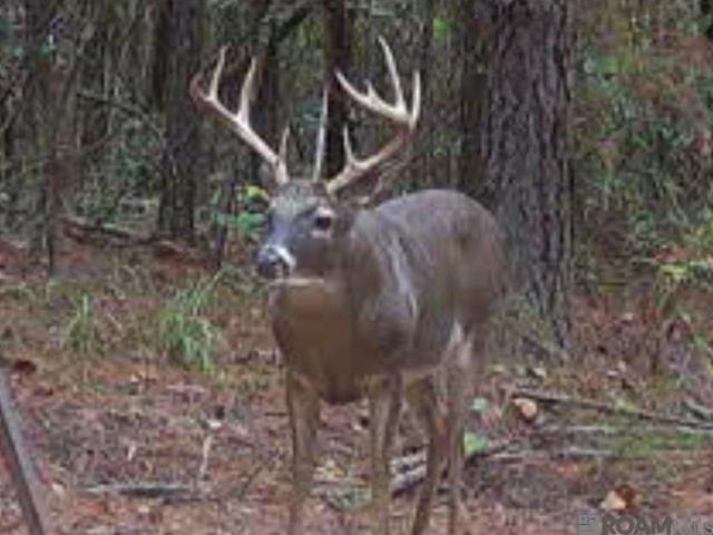 Land for sale in Saint Helena, Louisiana