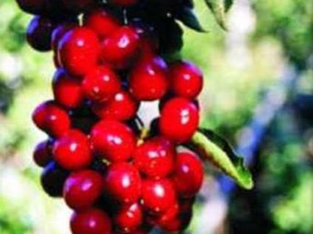 Casa en alquiler en Casas Del Monte, Extremadura