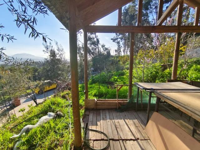 La Serena, El Angelino