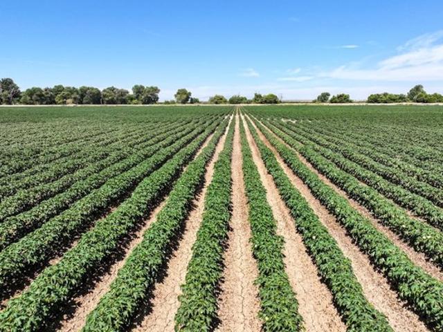 Farm for sale in Lemoore, California