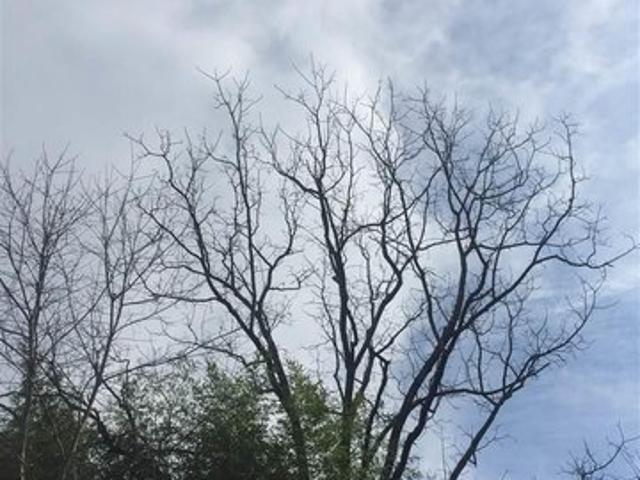 Land for sale in Virginia